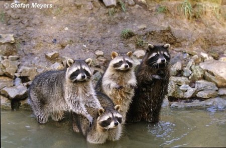 ��������� ��������