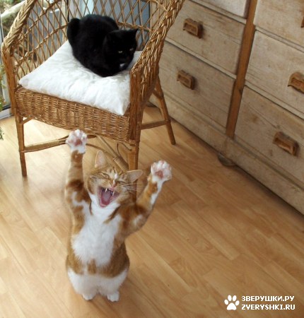 ��������� ��������