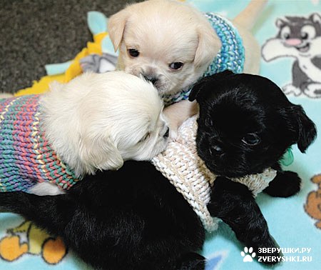 ��������� ��������