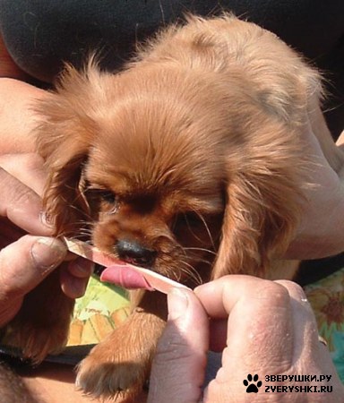 ��������� ��������