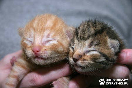 ��������� ��������