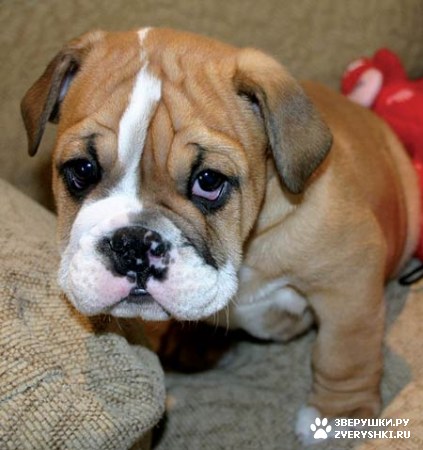 ��������� ��������