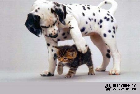 ��������� ��������