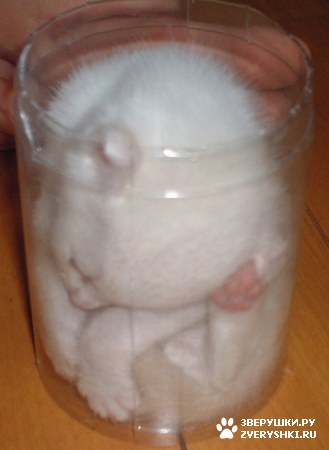 ��������� ��������