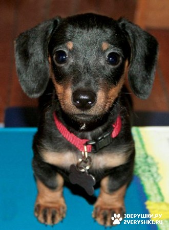 ��������� ��������