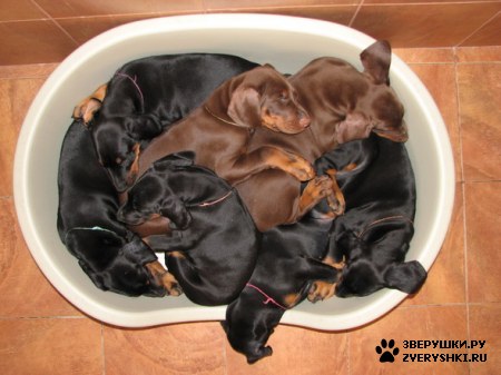 ��������� ��������