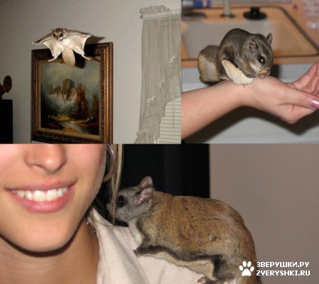 ��������� ��������