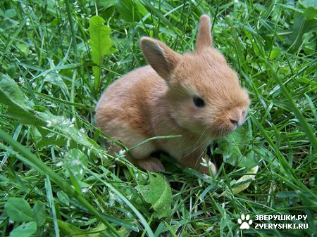 ��������� ��������