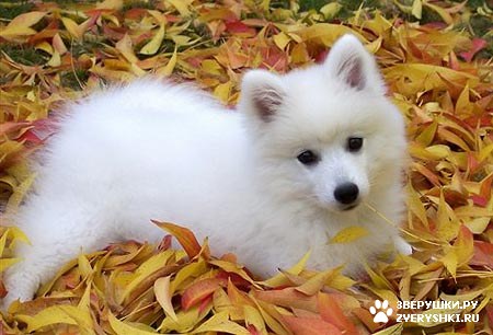 ��������� ��������