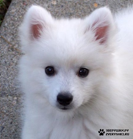 ��������� ��������