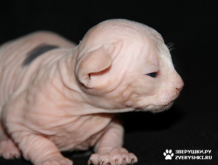 ��������� ��������