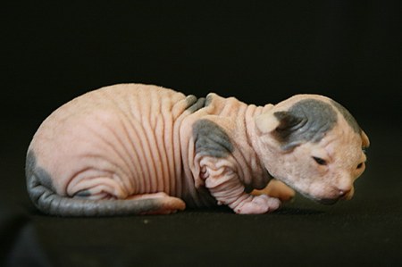 ��������� ��������