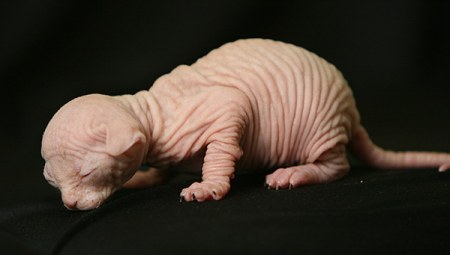 ��������� ��������