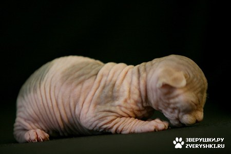 ��������� ��������