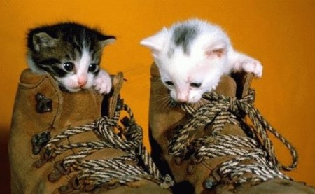 ��������� ��������