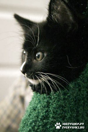 ��������� ��������