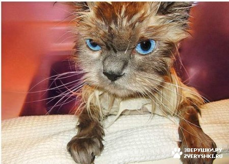 ������� ������ :) (18 ����)