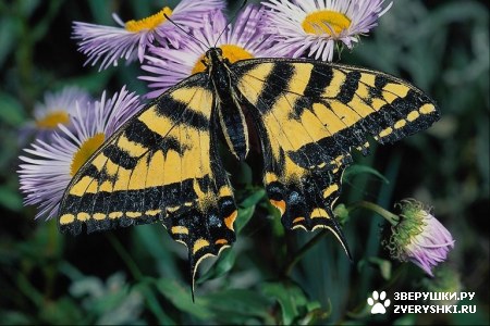 �������� ������� :) (15 ����)