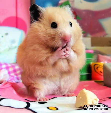 ��� ������ �������� �����-��! :)