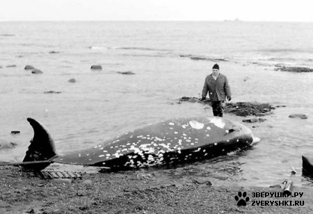 ��������  (Ziphius cavirostris)