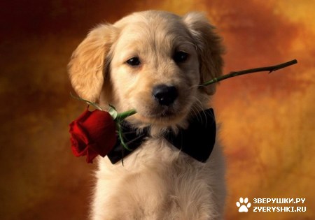 ��� - ��� :)