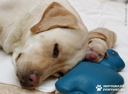 � ��� ��� ��� ��� ���� � ������ �����������? :)