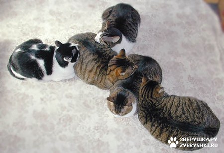 ���������� ������������� :)