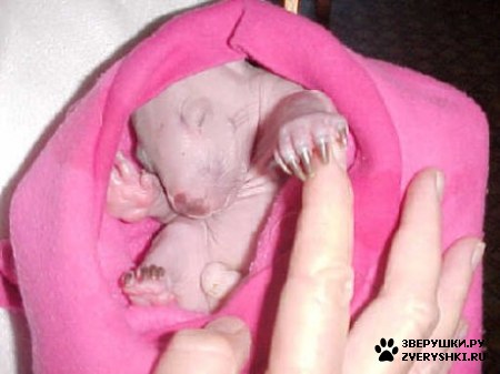 ������������ ������� (17 ����) :)