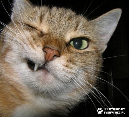 �� � ����� ���� ���� ����� ������� :)