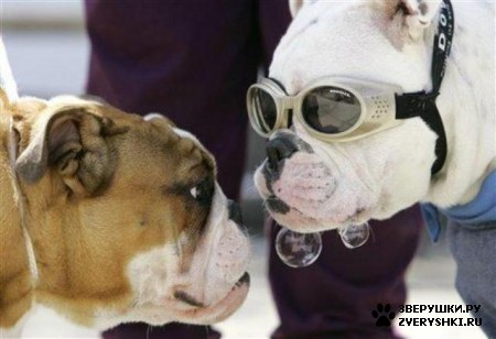 �������� ������� :) (8 ����)