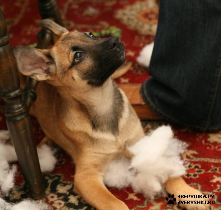 ����� :) (12 ����)