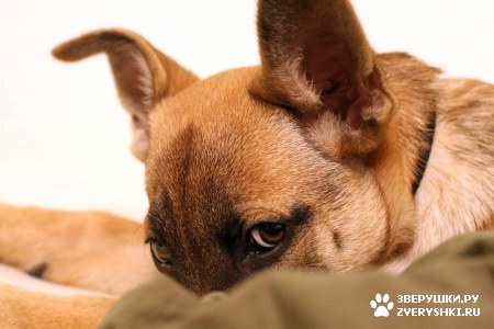 ����� :) (12 ����)