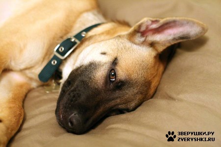 ����� :) (12 ����)