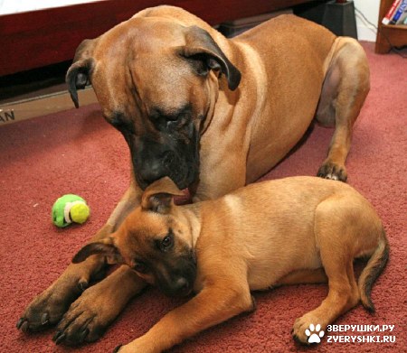 ����� :) (12 ����)