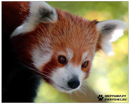 ������� ����� (19 ����)