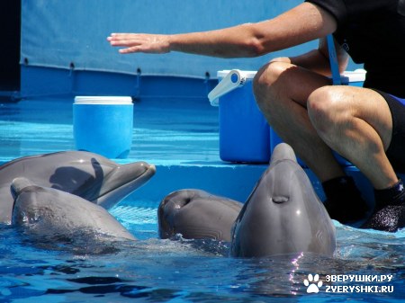 ������ �� ����������� :) (31 ����)