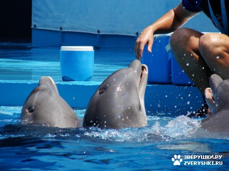 ������ �� ����������� :) (31 ����)