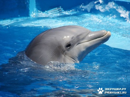 ������ �� ����������� :) (31 ����)