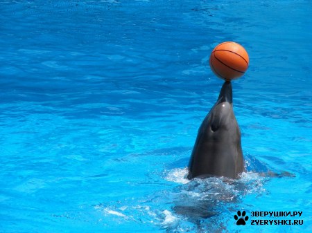 ������ �� ����������� :) (31 ����)