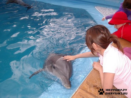 ������ �� ����������� :) (31 ����)