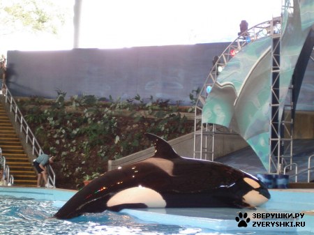 ������ �� ����������� :) (31 ����)