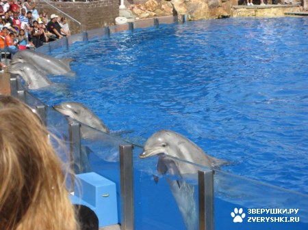 ������ �� ����������� :) (31 ����)