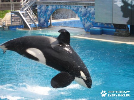 ������ �� ����������� :) (31 ����)