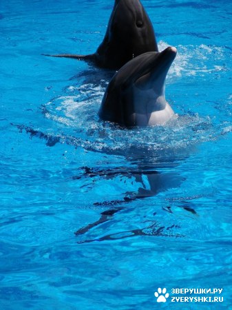 ������ �� ����������� :) (31 ����)