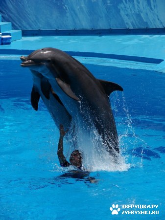 ������ �� ����������� :) (31 ����)