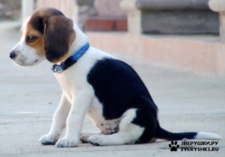 �������� - ������� :) (8 ����)