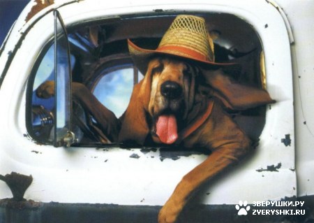 �� ������ ������ �������� :)