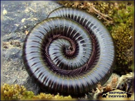 ���������� - ����� �������� :) (8 ����)