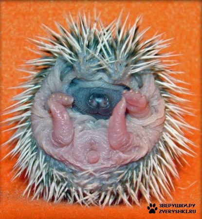 ������������� ���� :) (10 ����)