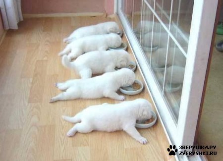 ������� ���� :)